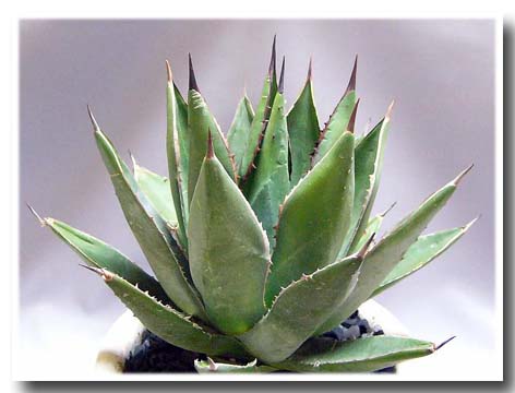 アガベ アリゾニカ(Agave arizonica)写真 多肉植物データベース