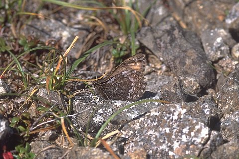タカネヒカゲ写真