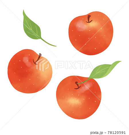 りんごの手描きイラスト/水彩タッチのイラスト素材 [78120591] - PIXTA