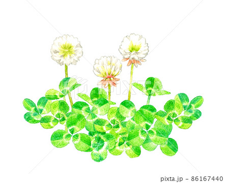 シロツメクサ（クローバー）のイラスト 春の草花の手描き水彩イラスト