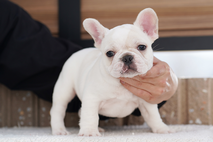 FR20231202mc3【フレンチブルドッグ】詳細｜WANLINE