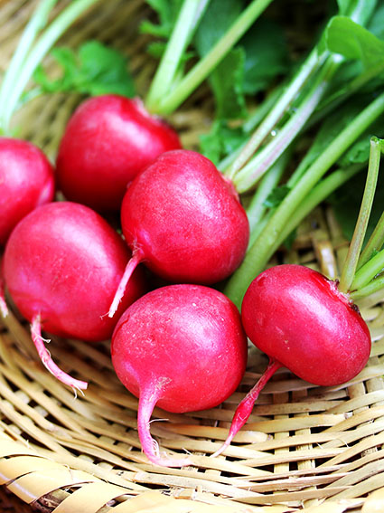 ラディッシュ プランター編 - 園芸特集 - 株式会社 東 商