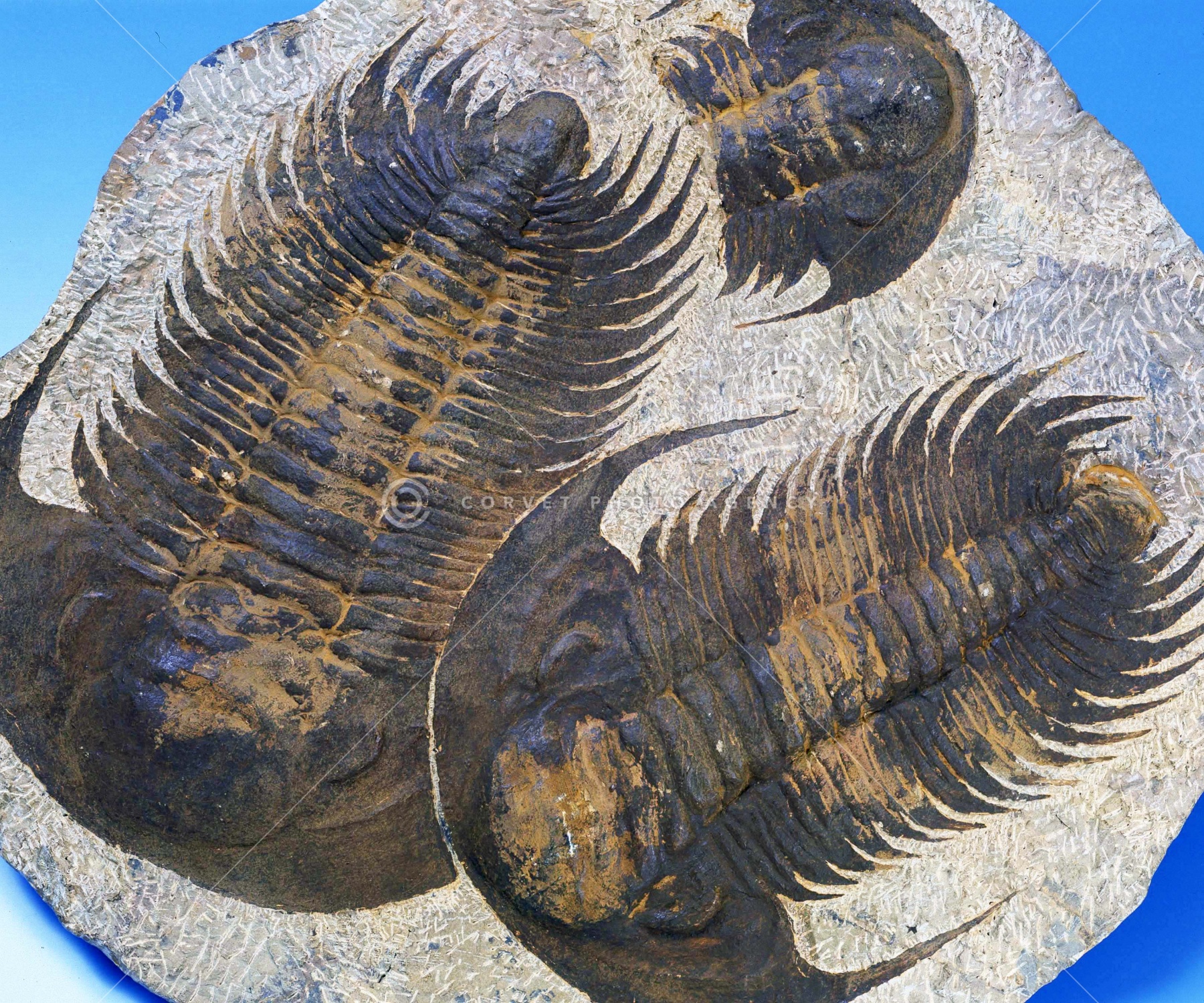 三葉虫 化石 fossil ボリビア産 トライロバイト 三葉虫個体⑨ 三葉虫