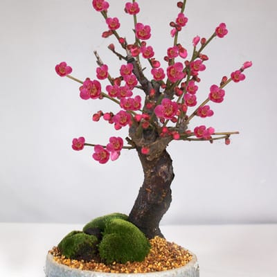 モッコ（木瓜）花形の鉢販売｜盆栽鉢の盆栽妙 – 盆栽妙 本店