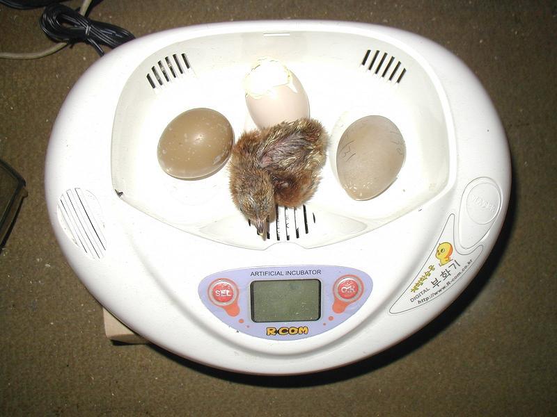 教材用 孵卵器 リトルママ