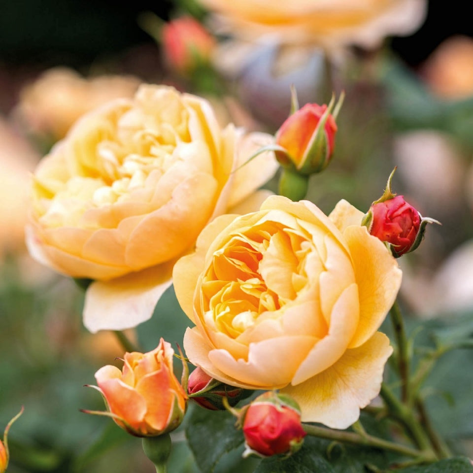 ロアルド・ダール裸苗 - Roald Dahl (Ausowlish) – David Austin Roses