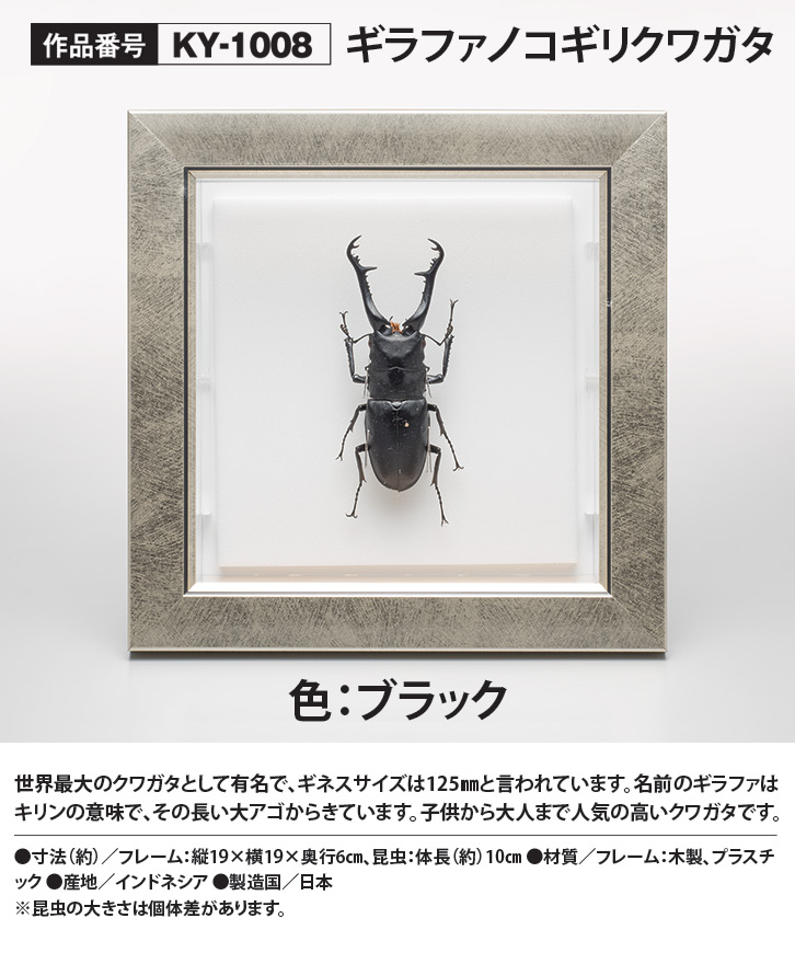 昆虫標本コレクション！ギラファノコギリクワガタ- 三宝堂オンライン