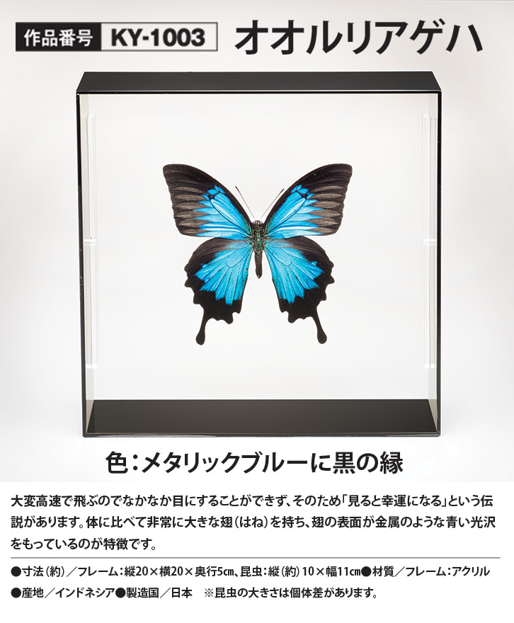 昆虫標本コレクション！ オオルリアゲハ- 三宝堂オンラインショップ