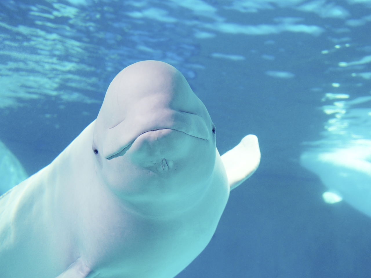 鴨川シーワールド｜敬老の日 特別優待 | 新着情報 | 鴨川館【公式】