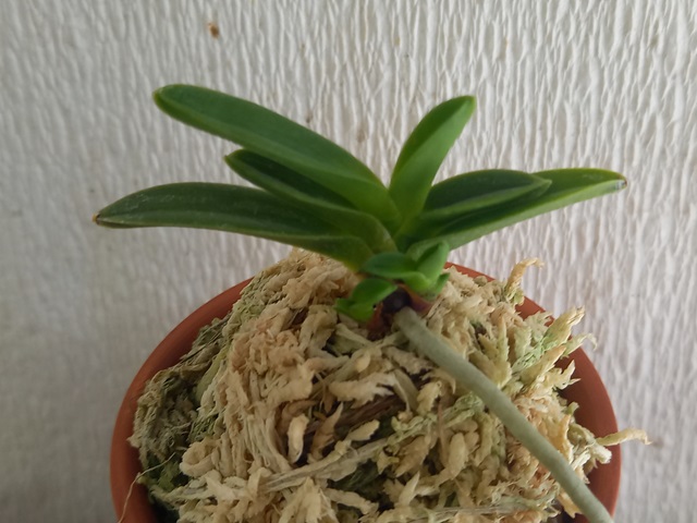 商品詳細｜布木の里 花信｜古典植物・山野草の専門店 フラワー