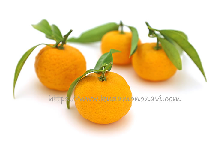 大和橘（やまとたちばな） 香酸柑橘 味の感想や特徴など 果物ブログ