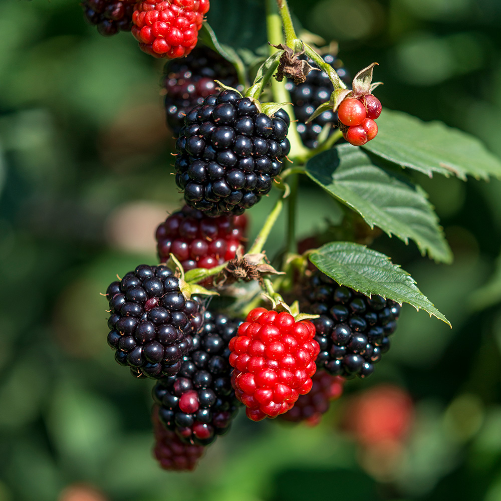 商品一覧｜青森三内縄文べリーランド
