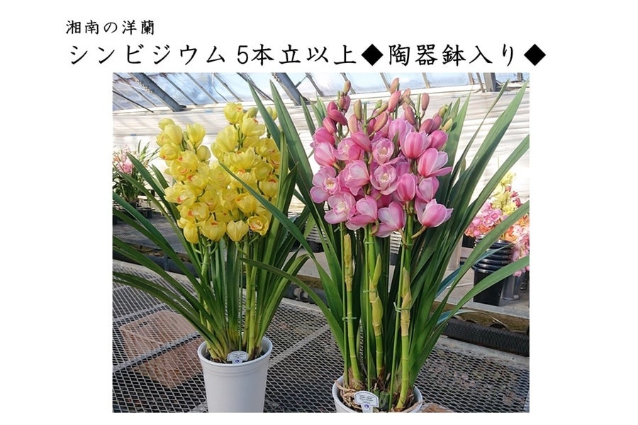 ペ*コ様 【特選】　洋蘭　シンビジューム　7寸4本立ち 陶器鉢 ペ*コ様 【特選】 洋蘭 シンビジューム 7寸4本立ち 陶器鉢 - メルカリ