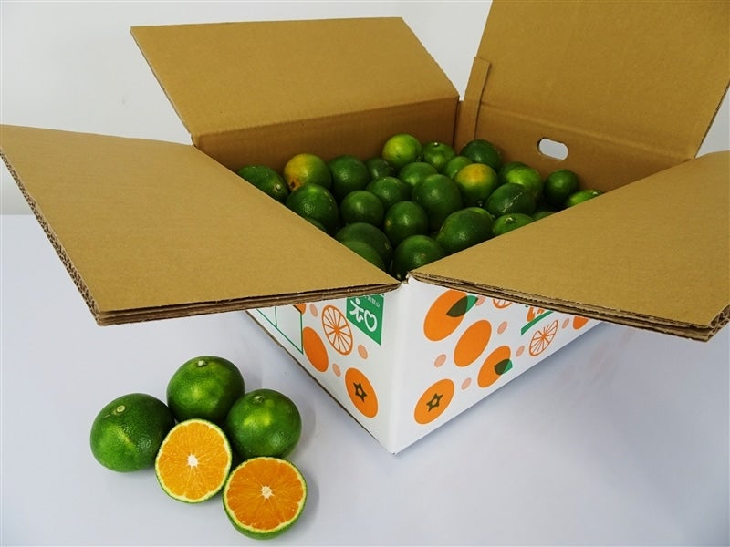 戎農園】和歌山県下津の極早生みかんYN26 約5kg 【サイズ手選別】(なが