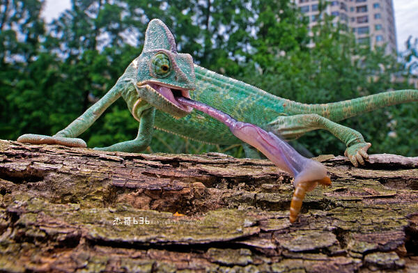 LAOWA 15mm F4 WIDE ANGLE MACRO | 製品情報 | LAOWA