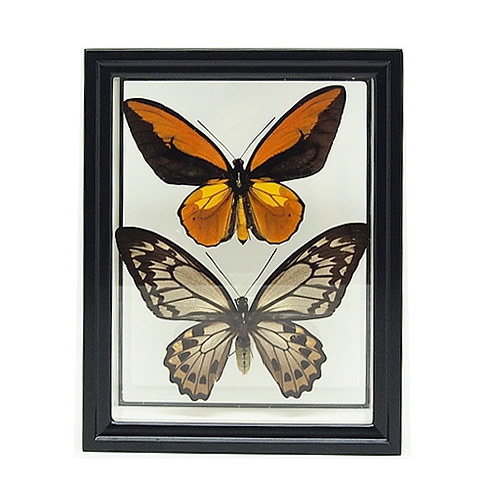 HiЯ∅様(木)まで専用 蝶の標本 ミイロタテハの世界(特AA) HiЯ∅様(木