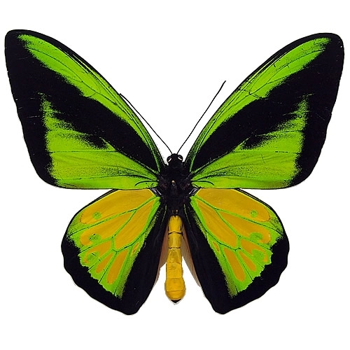 送料無料】ゴライアストリバネアゲハ／プロックス , 蝶の標本 販売