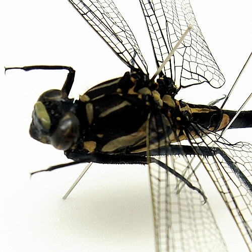 コオニヤンマ , 昆虫標本 , 蝶の標本 販売・通販のNatureShop|モルフォ