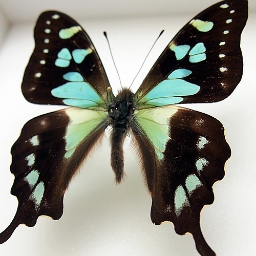 セラムタイマイ , アゲハ蝶科標本 , 蝶の標本 販売・通販のNatureShop