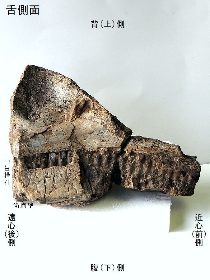 lambeo0011.jpg