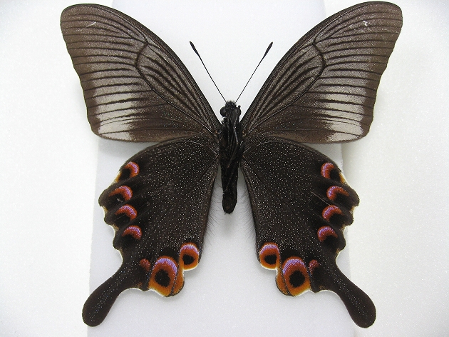 オオクジャクアゲハ Papilio arcturus ～ 蝶の標本 麗蝶 ～