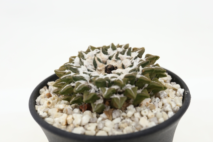 大疣黒牡丹 実生 A2687☆アリオカルプス サボテン☆「送料無料」浦部陽向園