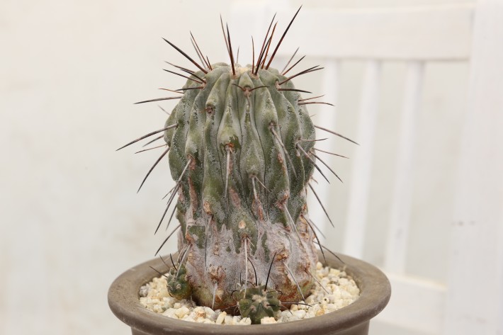 送料無料】黒士冠 デアルバータ コピアポア 実生 A3890｜サボテン