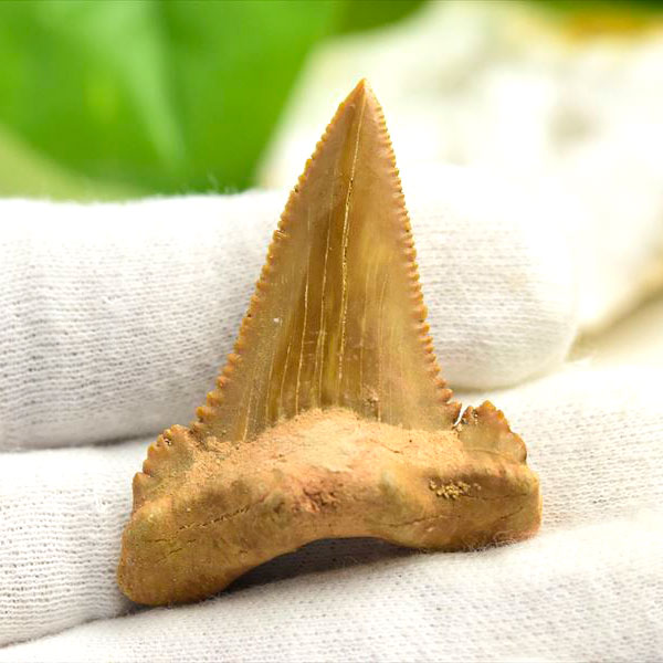 ホホジロザメ 歯 牙 化石｜サメの歯（約7.9g）｜モロッコ産