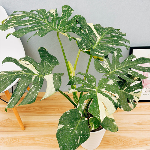 現品］【希少】3番 モンステラ デリシオーサ 斑入り 8号 観葉植物 レア