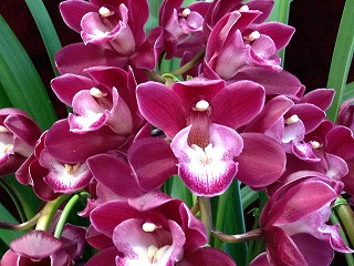 シンビジューム.ワインシャワーアーチ - 土方洋蘭園：花と緑に包まれた