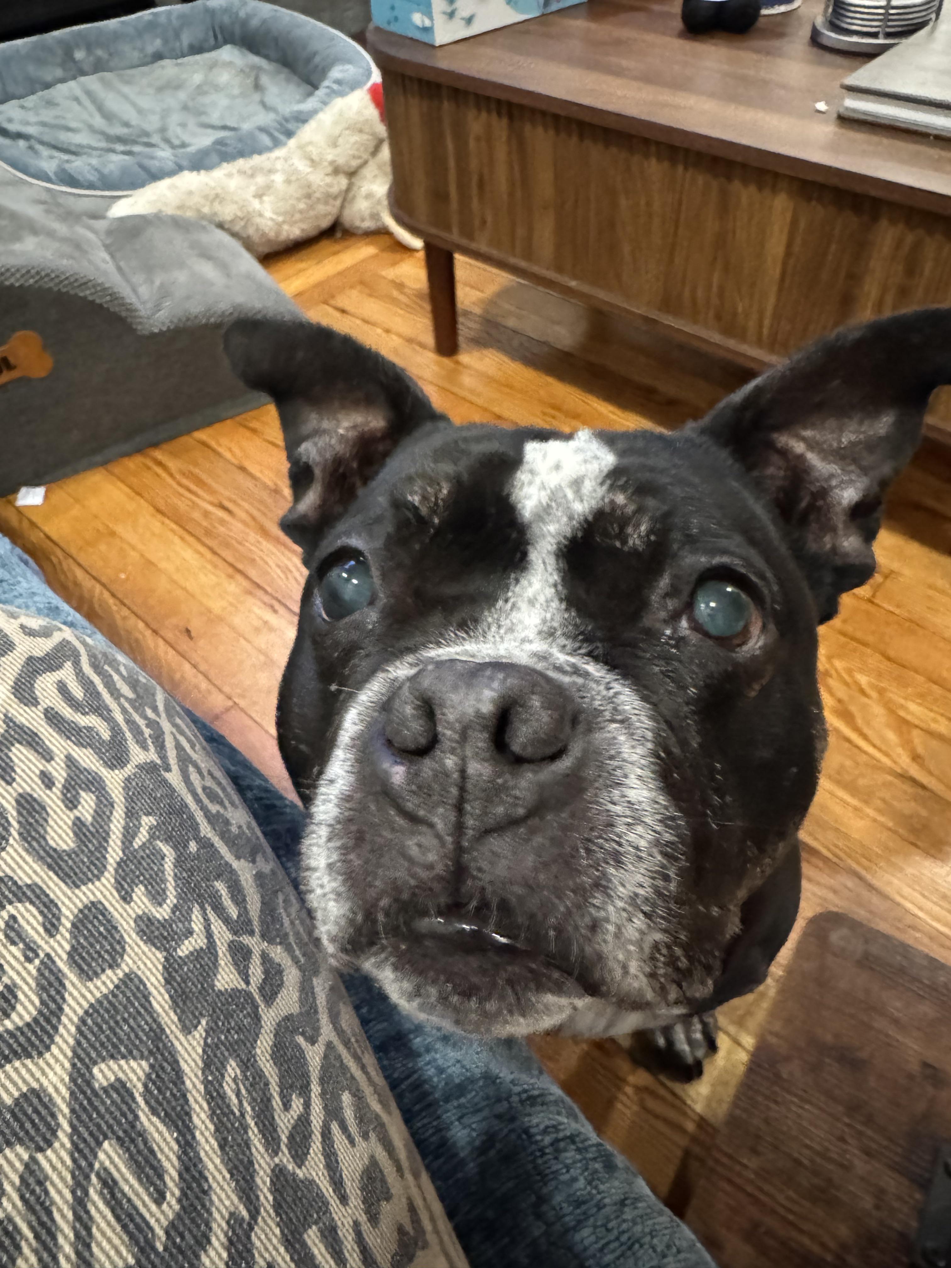 Oh no! A vicious pitbull attacks! /s : r/pitbulls