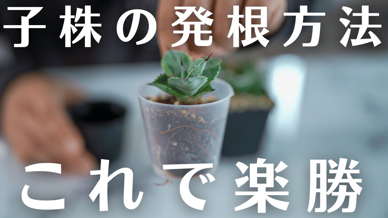 最新アガベ子株の発根管理方法。【腐らせない、発根成功率は驚異の99