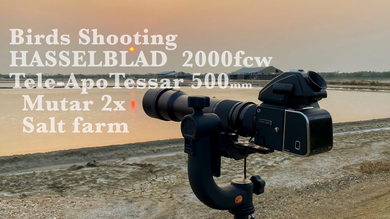 En : Birds shooting 