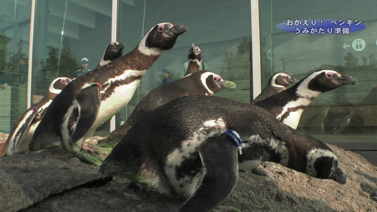 ≪上越妙高百景≫おかえりマゼランペンギン！搬入の様子 - YouTube