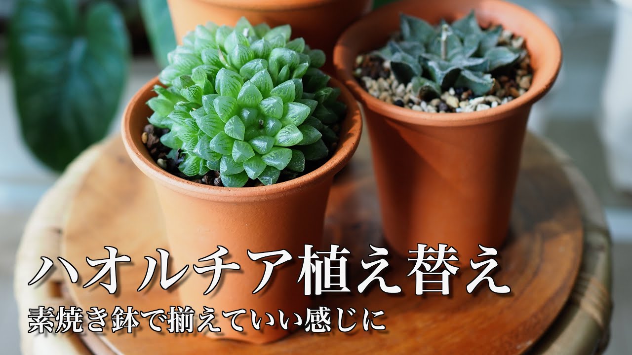 Succulents] Haworthia in a terracotta pot [Easy repotting #5