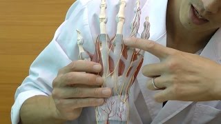 手関節，筋・靭帯付，4分解モデル | 日本スリービー・サイエンティフィック
