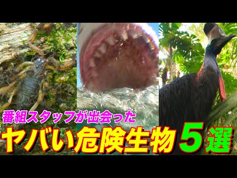 閲覧注意】絶対に近づいてはいけない危険生物5選！巨大サメ・猛毒ウニ