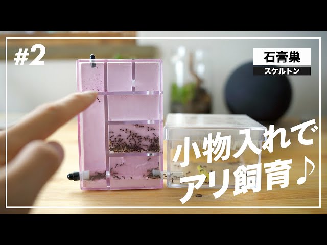 Skeleton Plaster Nest] I made an ant breeding case using a small