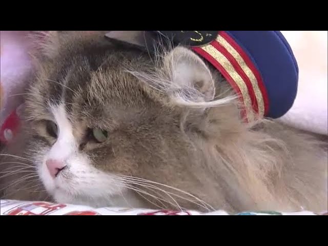 Aizu Railway Ashinomaki Onsen Station's third cat stationmaster