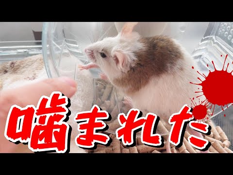 ヤワゲネズミ - YouTube