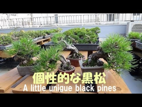 t*a様 フォロワー300人記念オークション 黒松 盆栽 古木 太幹 葉ぶり