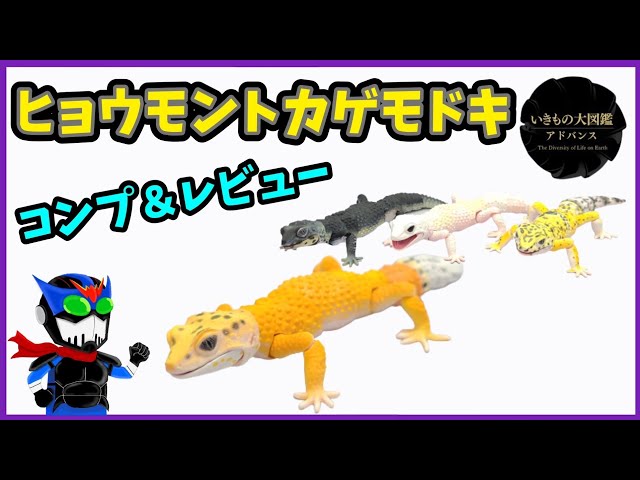 ガチャ】ヒョウモントカゲモドキ4種をコンプしてみました【いきもの大