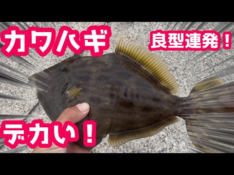 Fishing] Filefish season has begun! A string of good-sized fish