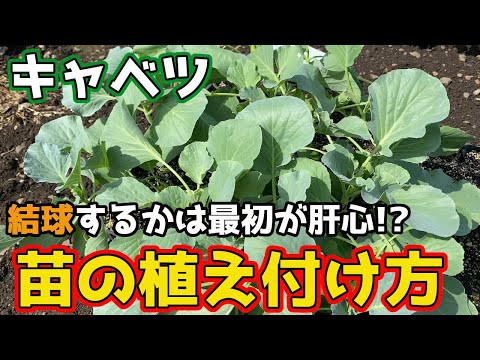 Cabbage] The beginning is crucial! We will introduce you to an