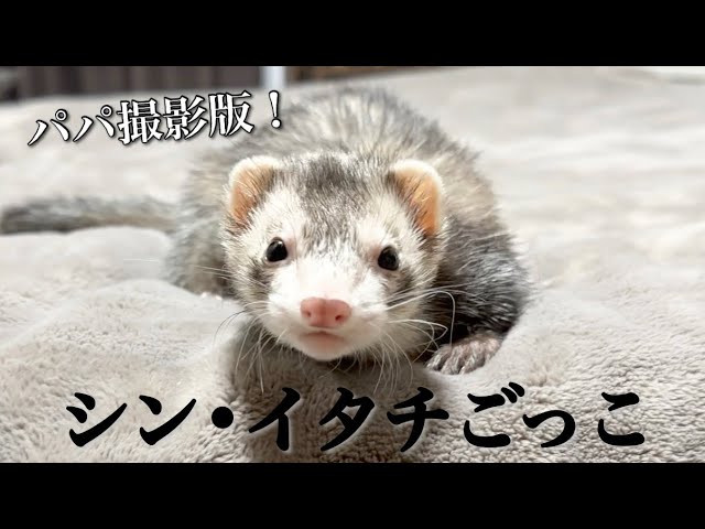 フェレット】パパと子ども達のリアルなイタチごっこ【ferret#1094