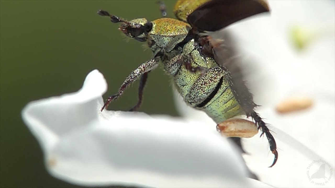 アシナガコガネ2021 - YouTube