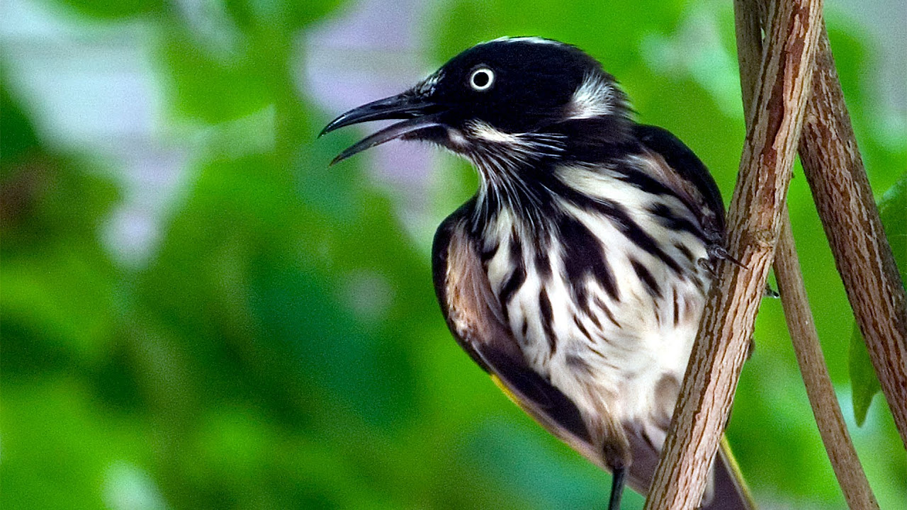 Canon EF-S 55-250mm zoom lens - bird photographs - YouTube