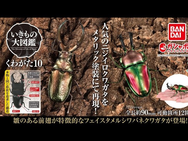 Stag beetle 10