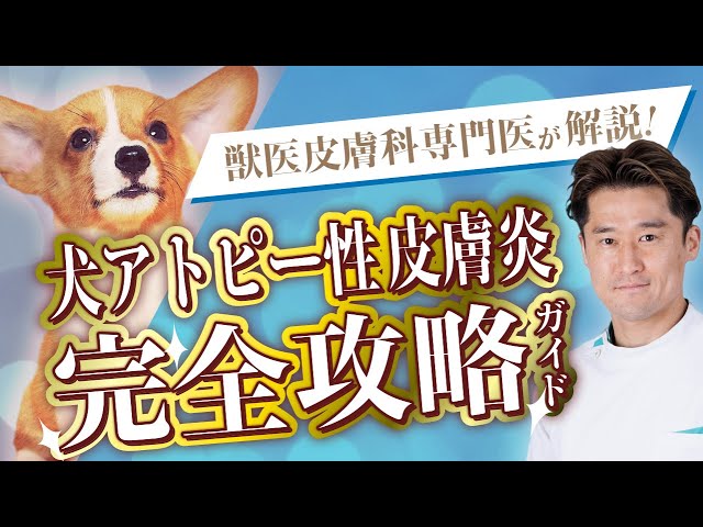 犬アトピー性皮膚炎完全攻略ガイド｜獣医皮膚科専門医が解説 - YouTube