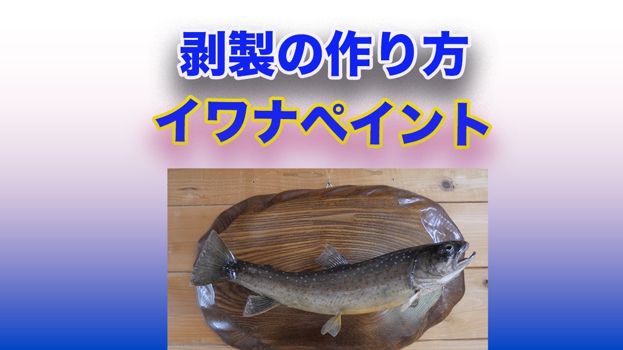 今年一番の鮎で剥製を作ってもらう回 東海釣魚堂さんにて - YouTube